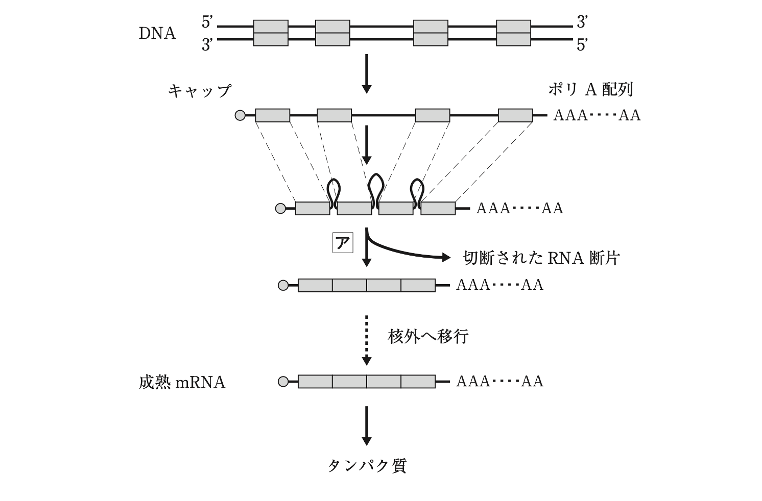 解説画像